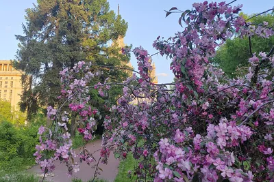 вертикальные весенние фотографии картина вишневый цвет розовый телефон обои  Фон И картинка для бесплатной загрузки - Pngtree