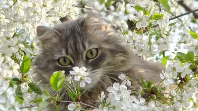 Коты и весна... или Весна и коты? | Музыка ветра | Дзен