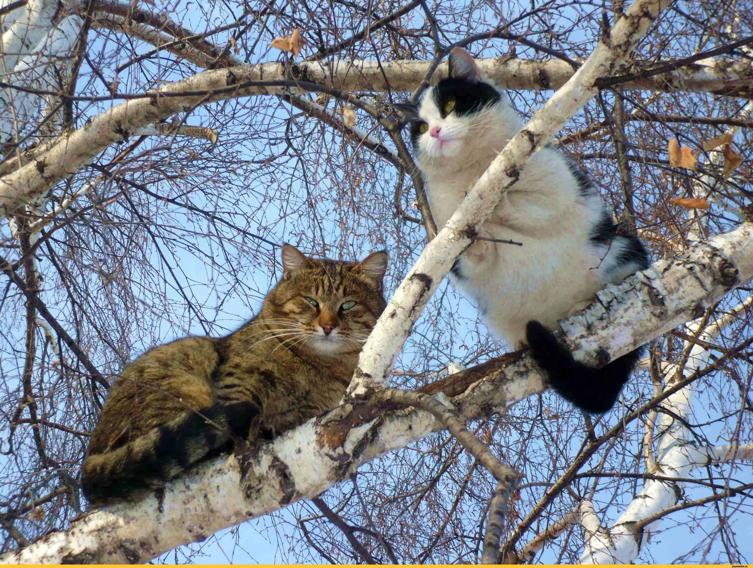 Мартовские картинки