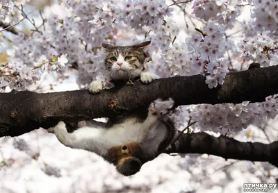 Весна! Коты на деревьях расцветают :) | Без кота и жизнь не та | Фотострана  | Пост №622576059