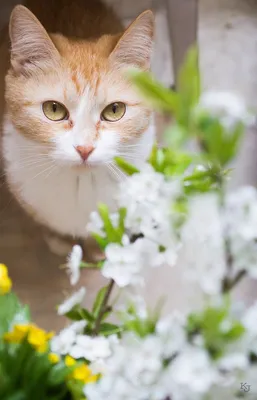 Весна,коты» — создано в Шедевруме