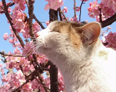 Весна пришла - коты прилетели! | By Рыжий Кот | Facebook