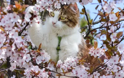 Фото: Скоро на всех деревьях страны: \"Весна, коты прилетели...\".  Фотолюбитель Михаил Бугров. Фото животных. Фотосайт Расфокус.ру