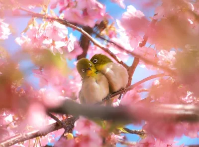 Весна Любовь - Весна - Повседневная анимация - Анимация - SuperGif