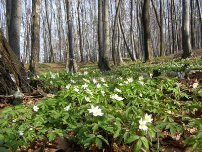 Дождливый март: в Свердловской области ранняя весна пришла впервые за  последние 10 лет: Общество: Облгазета