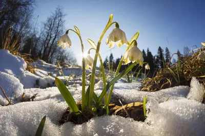 Весна. Март. Оттепель — Фото №1433487