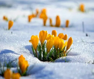 Фотография Заповедник Брянский лес. Зима - ранняя весна (март). Река  Нерусса. | Фотобанк ГеоФото/GeoPhoto | GetImages Group