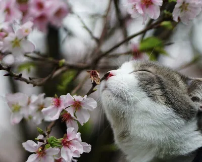 Открытки - Весна на носу. Улыбнись 😊 | Facebook