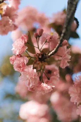Сакура. Цветущая сакура. Весна. Цветы. Sakura. Cherry blossoms. Spring.  Flowers. в 2023 г | Цветы, Весна