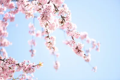 Сакура. Цветущая сакура. Весна. Цветы. Sakura. Cherry blossoms. Spring.  Flowers. | Flowers, Plants, Rose