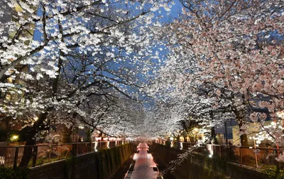 Весна Сакура Плавание, цветение Стоковое Изображение - изображение  насчитывающей вишня, лепесток: 179869109