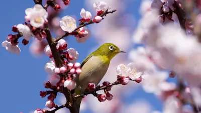 Сакура Цветок Весна Цветение - Бесплатное фото на Pixabay - Pixabay
