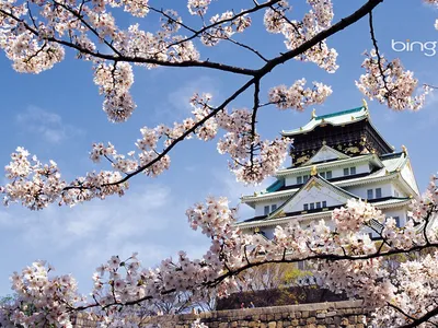 Скачать 1400x1050 весна, сакура, цветение, дворец, япония, архитектура  обои, картинки стандарт 4:3