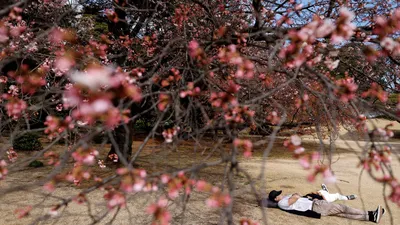 Сакура весной» — создано в Шедевруме