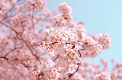 Картинки весна, Сакура, цветы, лепестки, вишня.ветка, цветение - обои  1366x768, картинка №10107