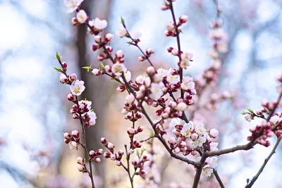 Весна шагает по планете: цветение сакуры в разных странах. Фотогалерея |  РБК Life