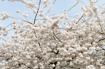 Японский праздник ханами: как проходит фестиваль цветения сакуры в Японии,  традиции праздника цветения сакуры — Яндекс Путешествия