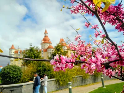 Весна в Риге: в парке Победы цветет сакура - 01.05.2021, Sputnik Латвия