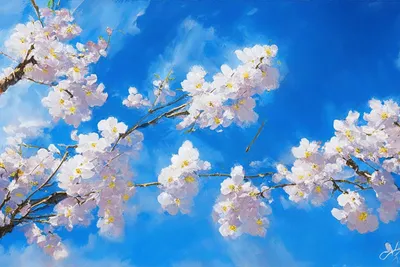 Обои сакура, цветы, весна, цветение, розовый картинки на рабочий стол, фото  скачать бесплатно