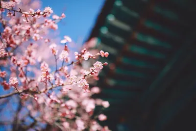 Скачать обои небо, ветки, весна, сакура, цветение, pink, blossom, sakura,  раздел цветы в разрешении 4896x3264