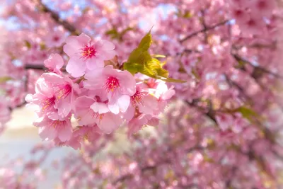 Весенний пейзаж цветущая сакура с розовыми и белыми цветами на голубом  закатном небе при солнечном свете | Премиум Фото