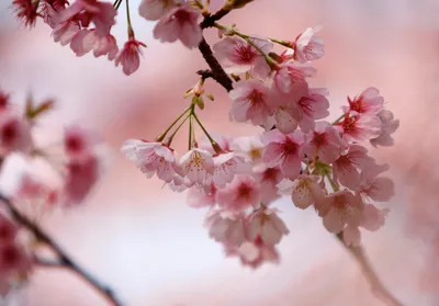 Сакура Цветение Вишни Весна - Бесплатное фото на Pixabay - Pixabay