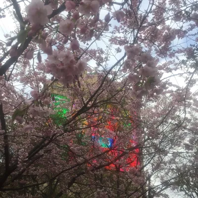 Весна. Сакура