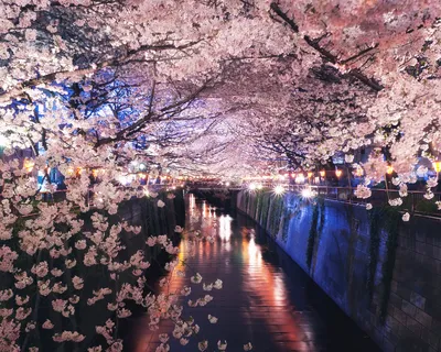 Сакура весной (56 фото) - 56 фото