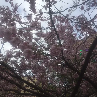 Розовый Япония Весна Сакура Scape Фламинго плавает настенная живопись на  холсте Цветочные постеры и принты фотографии для декора гостиной – лучшие  товары в онлайн-магазине Джум Гик