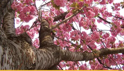 Предыдущая весна Сакура цветет/вишневый цвет, Япония Стоковое Фото -  изображение насчитывающей красивейшее, бело: 110282938