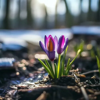Картинка - Пусть в душе цветет всегда Весна!.