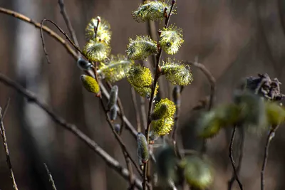 Весна в душе (Много фото) - treepics.ru