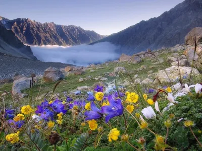 Черногория Клуб - 💮 Весна в 🗻 горах Черногории. ⛄ Снег и цветы. Красиво? # горы #весна #снег #черногория #зима | Facebook