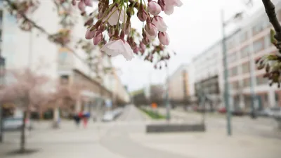Весна в городе :: Попкова Александра – Социальная сеть ФотоКто