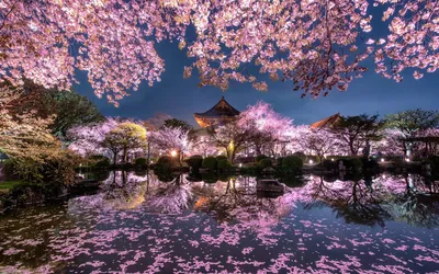 Скачать обои свет, цветы, ночь, город, огни, пруд, весна, Япония, раздел  город в разрешении 1680x1050