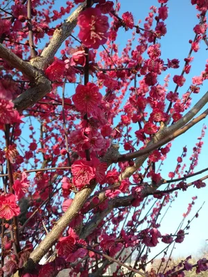 Весна в японии обои для рабочего стола, картинки и фото - RabStol.net