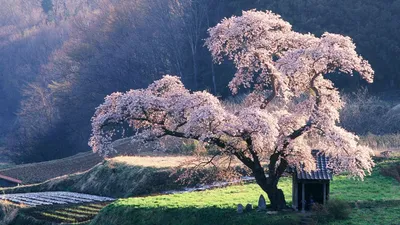 Весна Киото Японии стоковое фото. изображение насчитывающей строб -  106149520