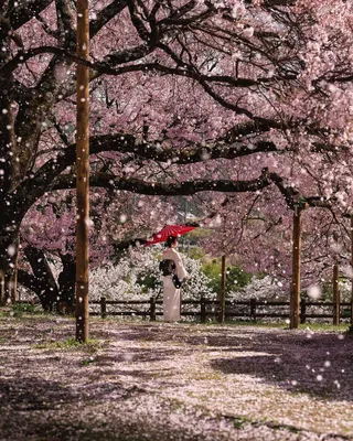 Картина Весна в Японии ᐉ Lana Svitlana ᐉ онлайн-галерея Molbert.