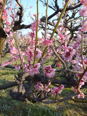 Весна в Японии | Пикабу