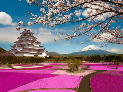 Скачать обои цветы, гора, япония, весна, сакура разрешение 1920x1200 #113385