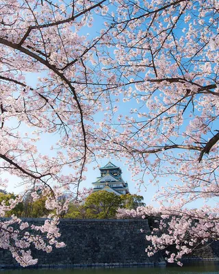 Абстрактный букет Сакуры весны в Японии Стоковое Изображение - изображение  насчитывающей висеть, цветки: 115244925