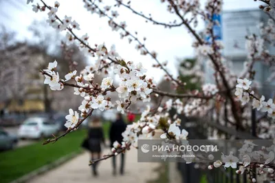 Фототур по Крыму весной | Цветение персиковых садов | Fototour.org