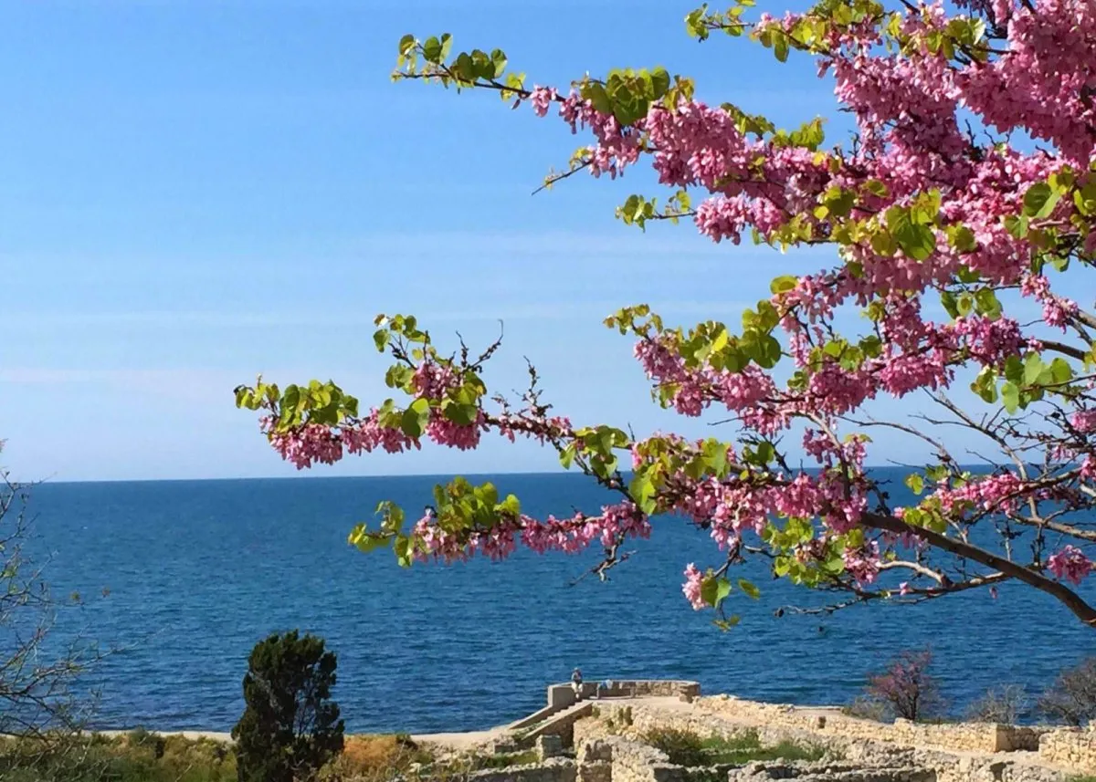 Крым в начале мая. Ялта цветение миндаля. Цветущий миндаль в Севастополе. Цветет миндаль в Евпатории.