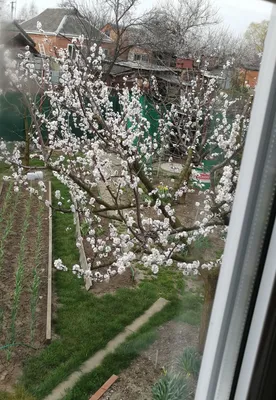 А за окном, понимаешь весна... | Пикабу