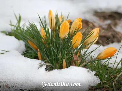Весна идет! Весне дорогу!)): ya_dizayner — LiveJournal