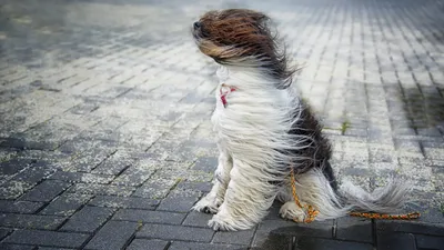 В Баку ожидается сильный ветер - ПРЕДУПРЕЖДЕНИЕ