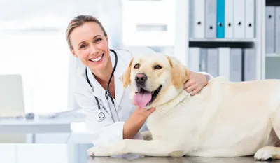 Профессия ветеринар: описание, плюсы, минусы, где получить