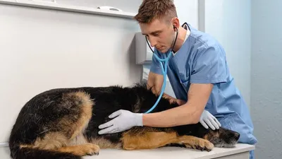 Человечная профессия – ветеринар! | Кубанский научный фонд | Дзен