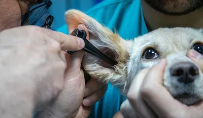 Ветеринар осматривает собаку в клинике | Премиум Фото