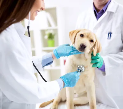 Ветеринары: Больше проблем с обслуживанием в масштабах страны